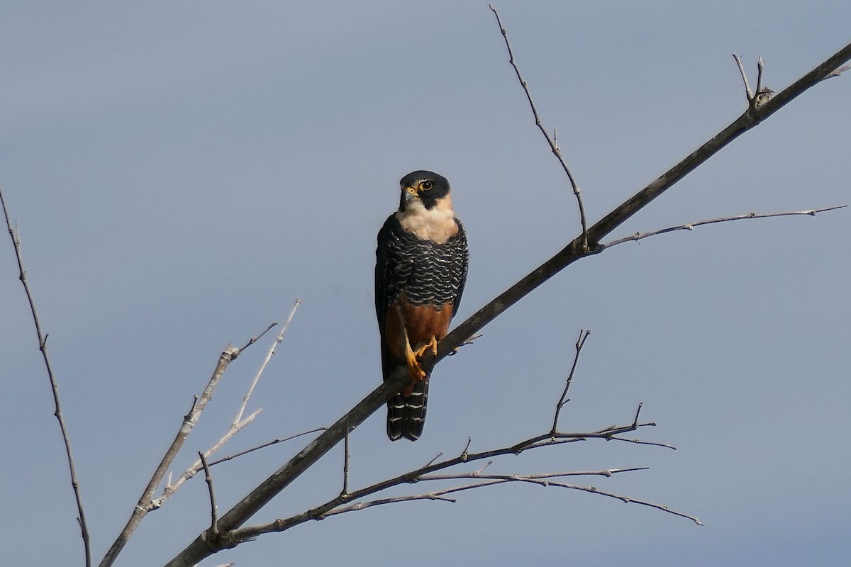 Bat Falcon - ML641452230