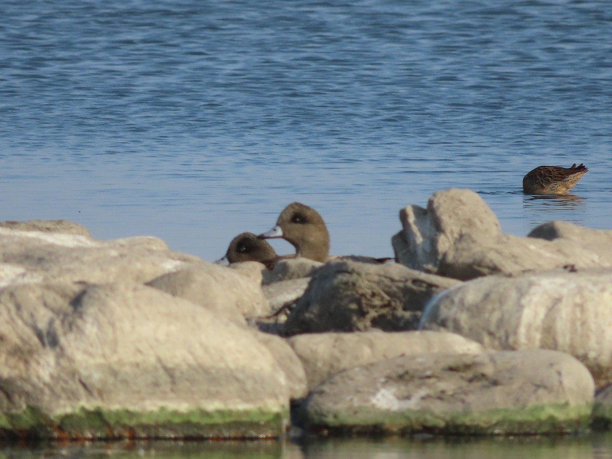 Gadwall - ML641452231