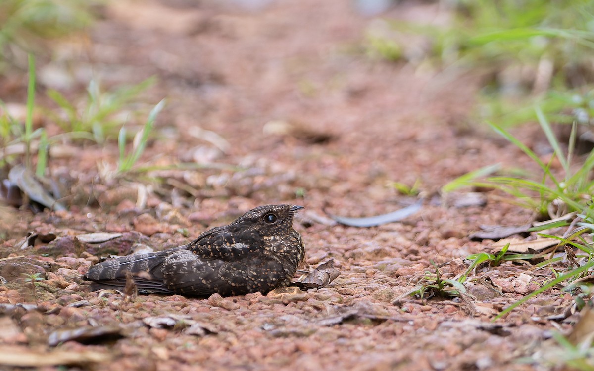 Blackish Nightjar - ML641452232