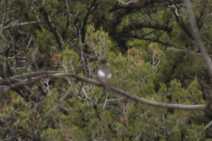 Olive-sided Flycatcher - ML641452233