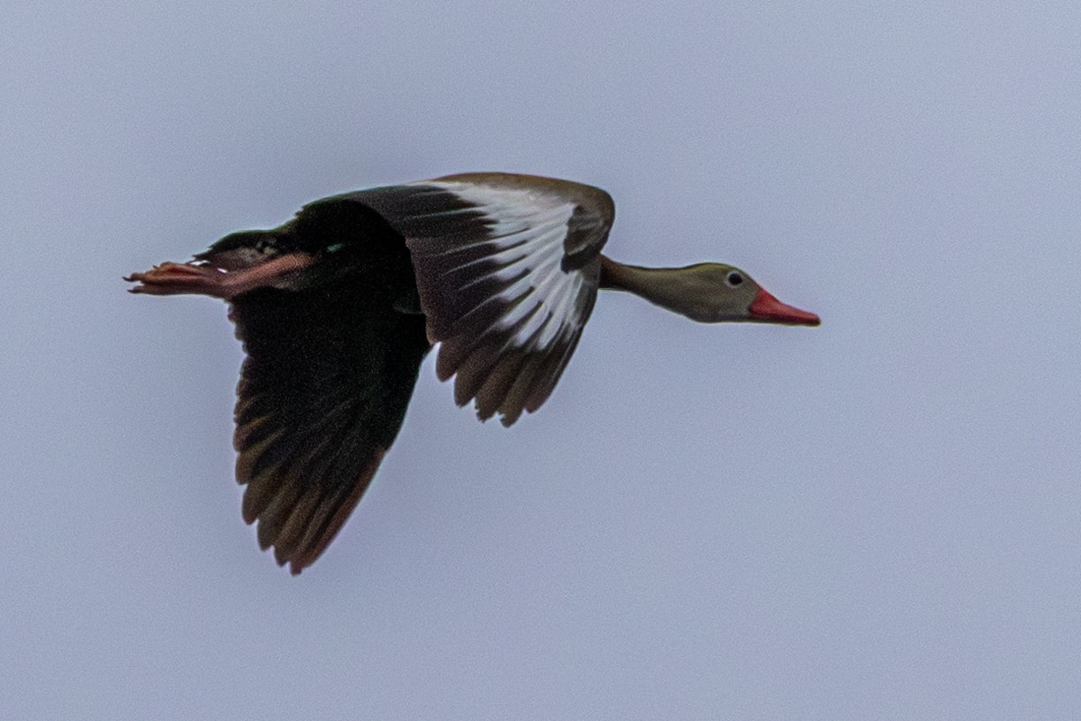 Black-bellied Whistling-Duck - ML641452234