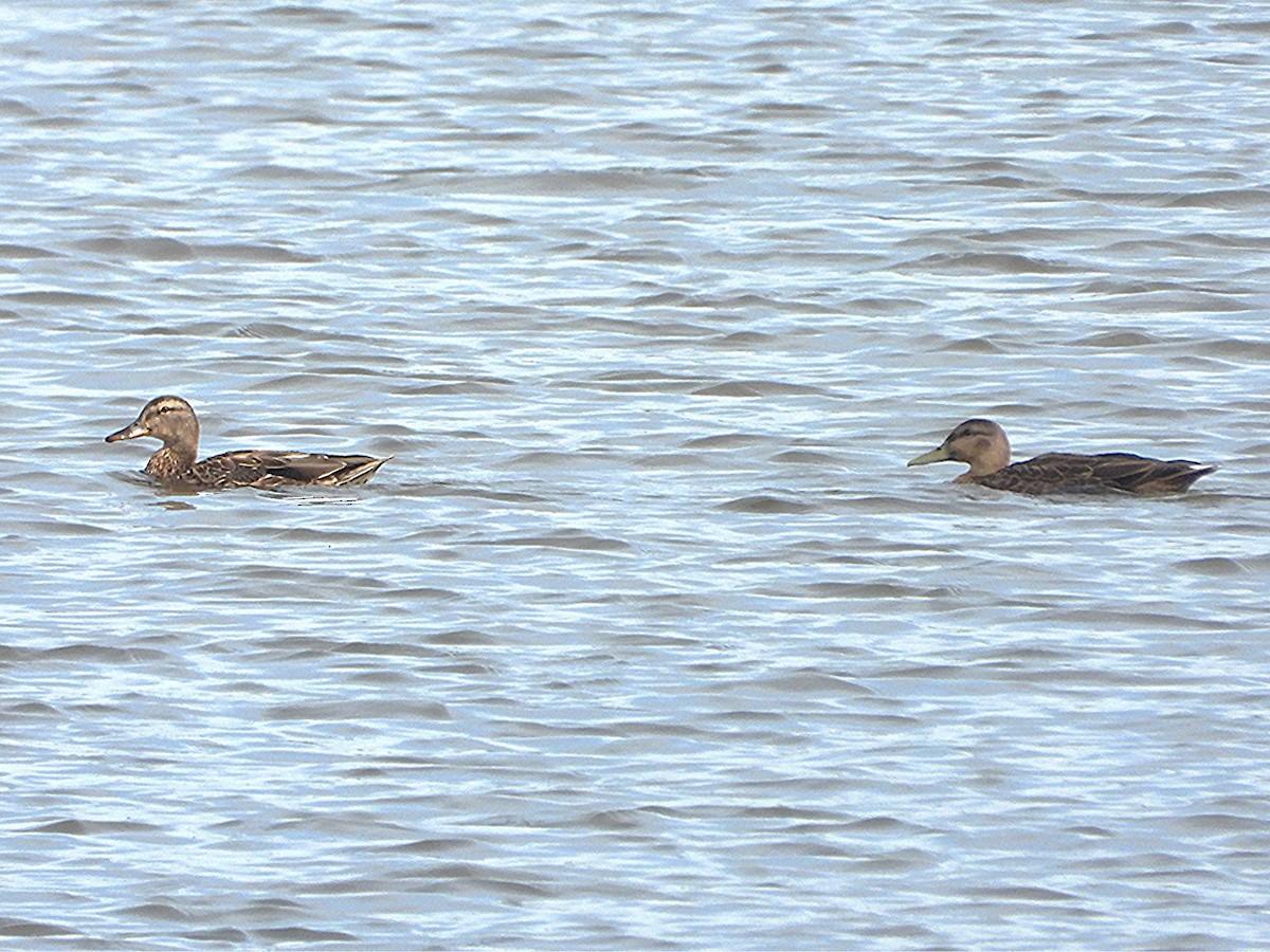 American Black Duck - ML641452236