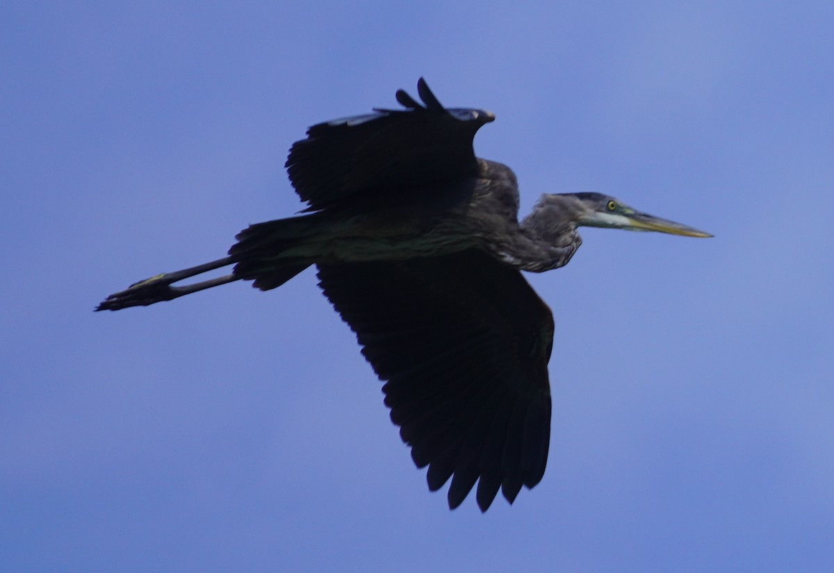 Great Blue Heron - ML641452238