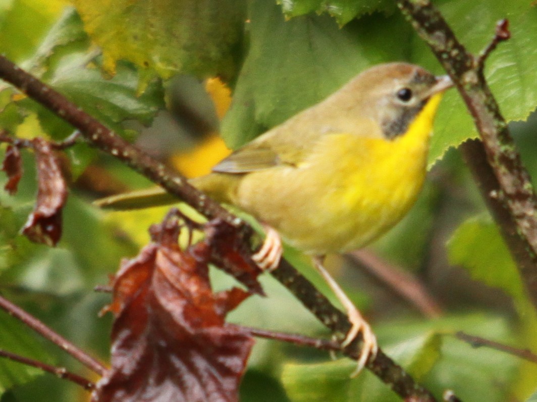Common Yellowthroat - ML641452239