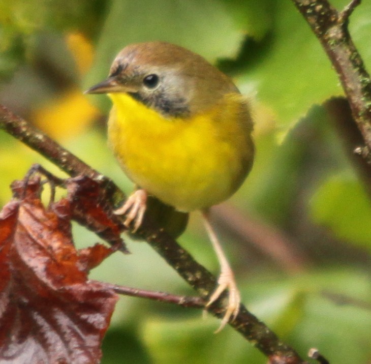 Common Yellowthroat - ML641452240