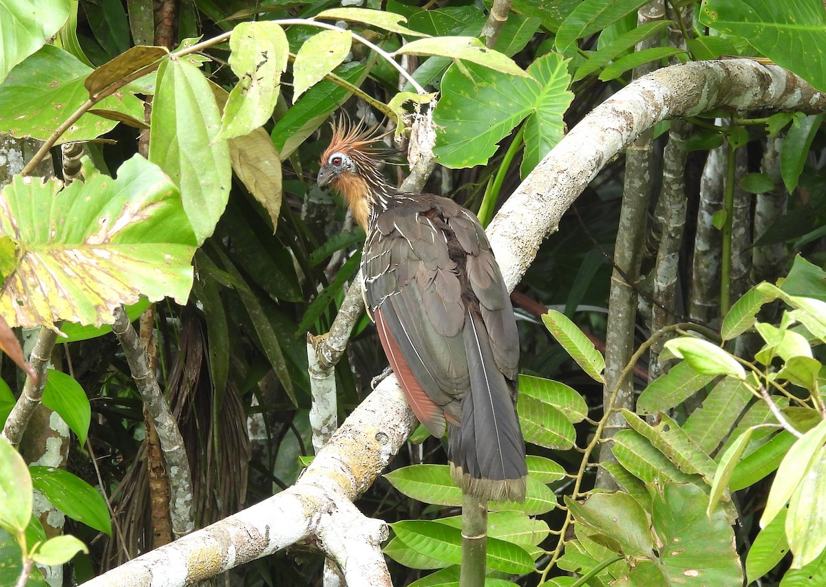 Hoatzin - ML641452241