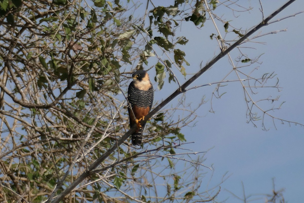Bat Falcon - ML641452243