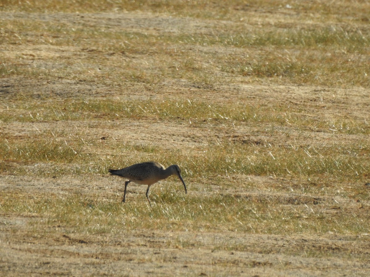 Whimbrel - ML641452245