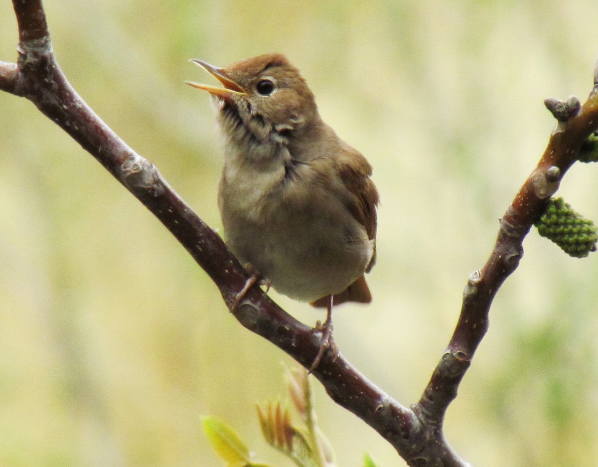 Common Nightingale - ML641452246