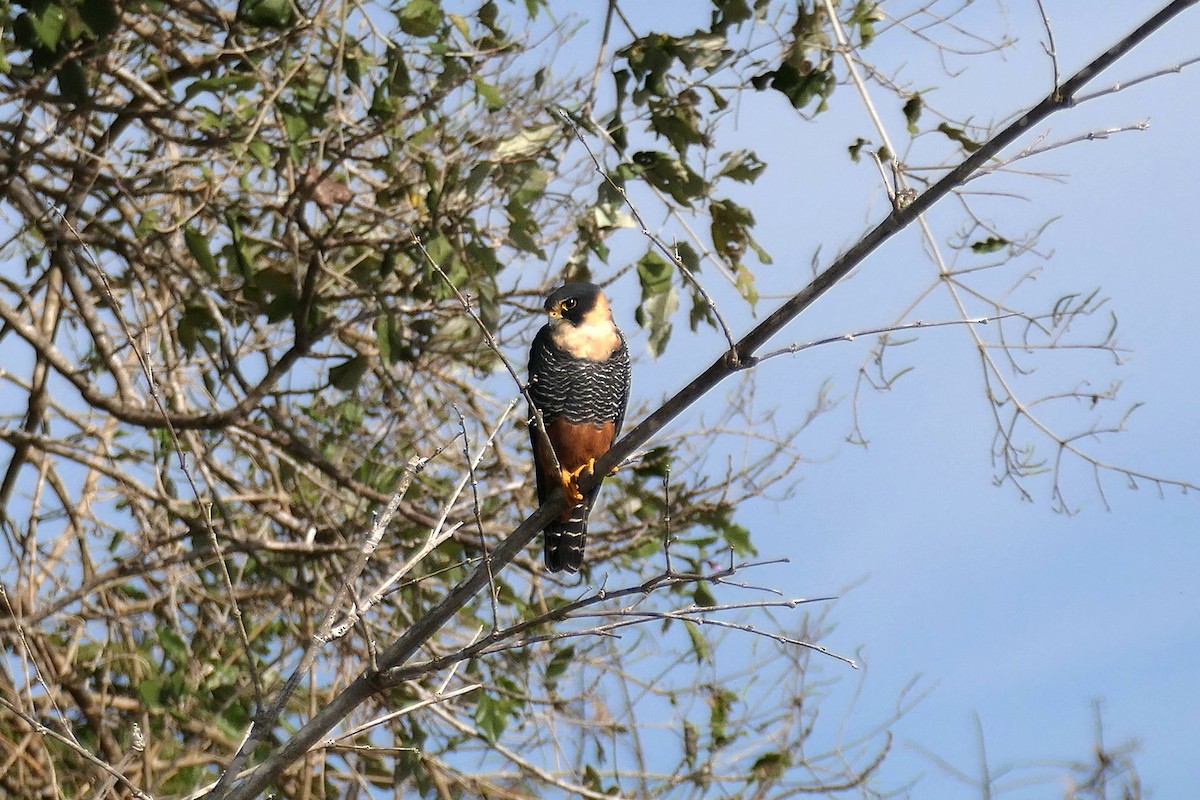 Bat Falcon - ML641452249