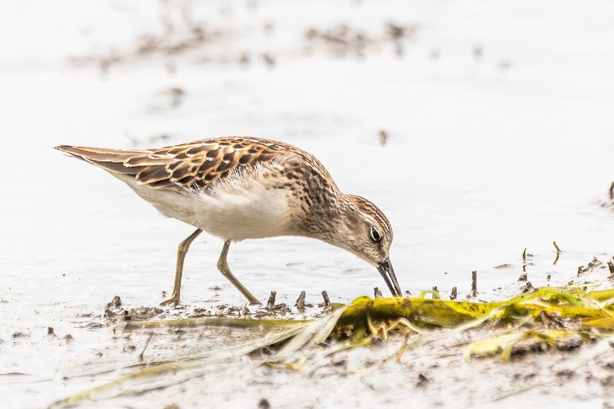 Least Sandpiper - ML641452250