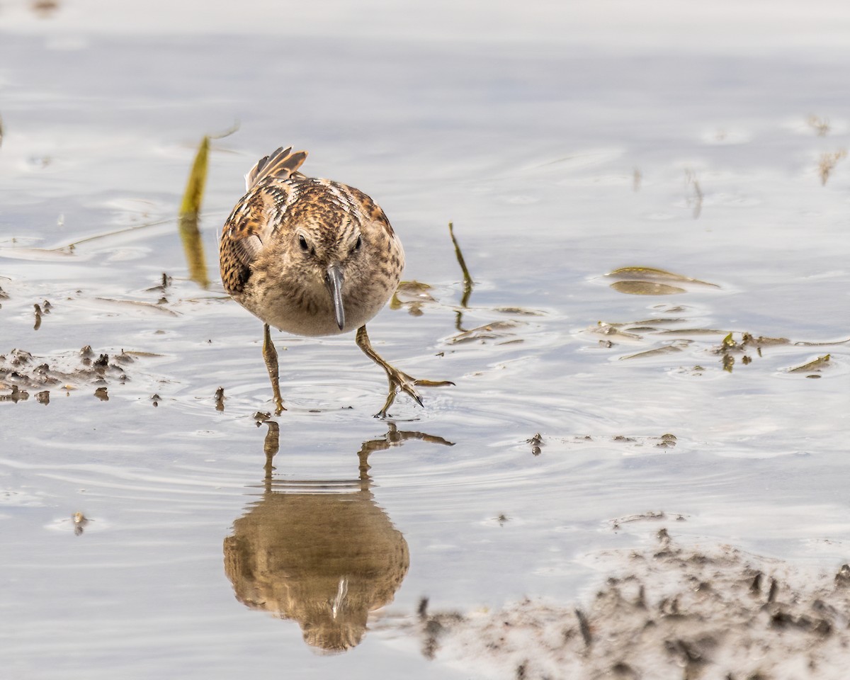 Least Sandpiper - ML641452255