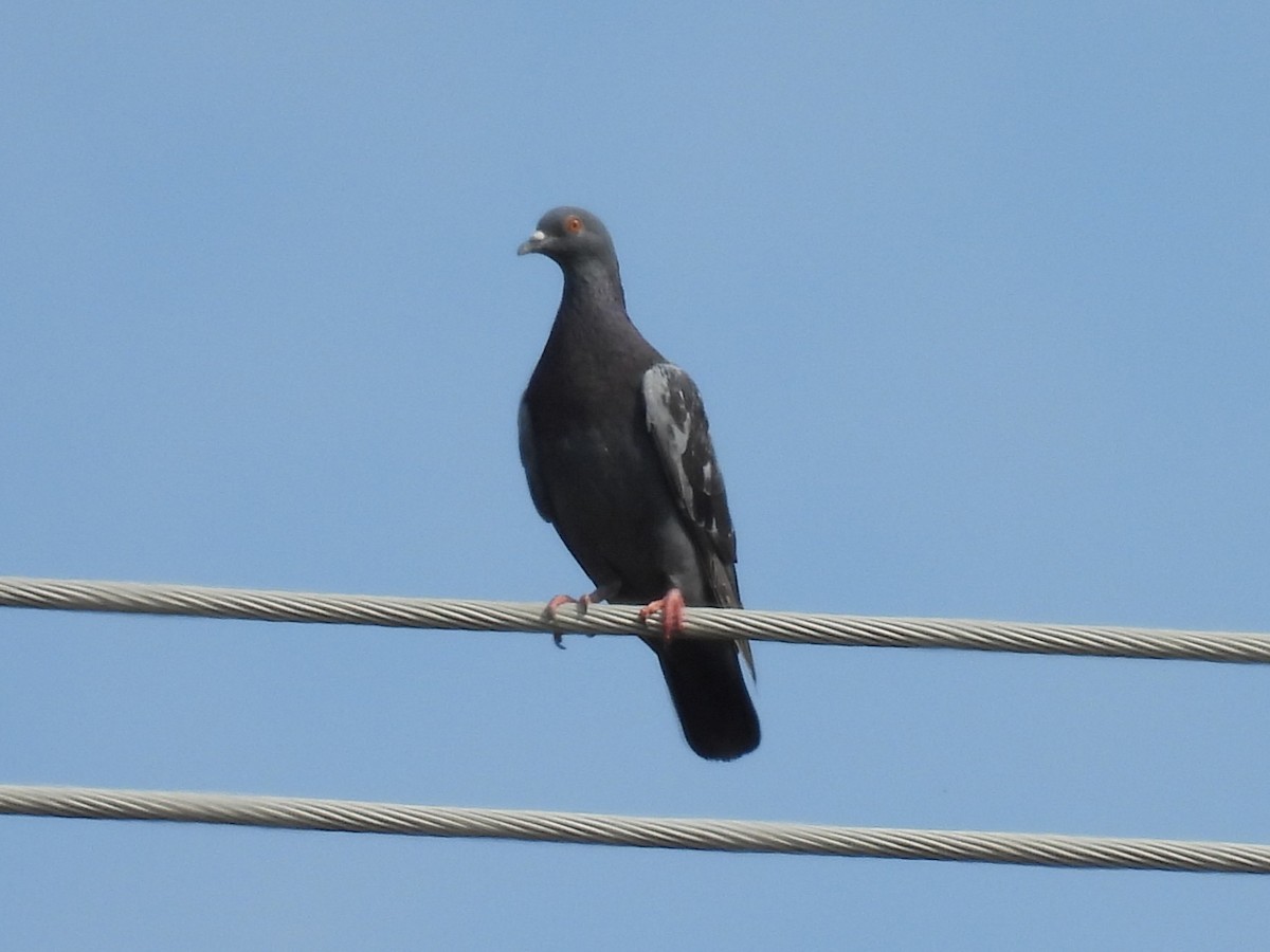 Rock Pigeon (Feral Pigeon) - ML641452264