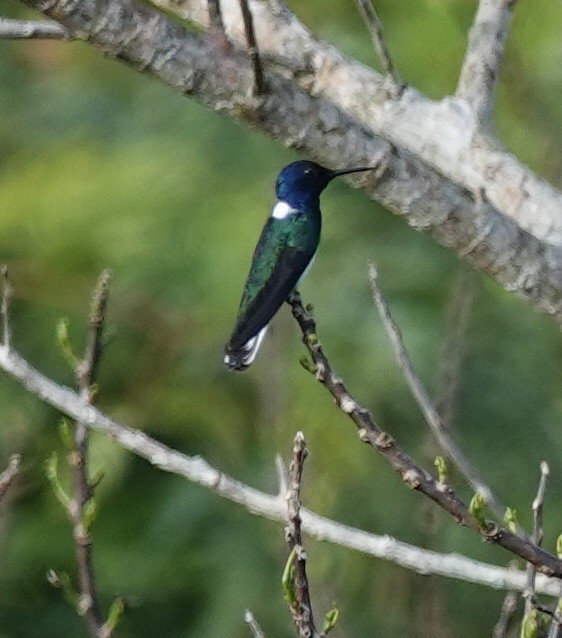 White-necked Jacobin - ML641452266