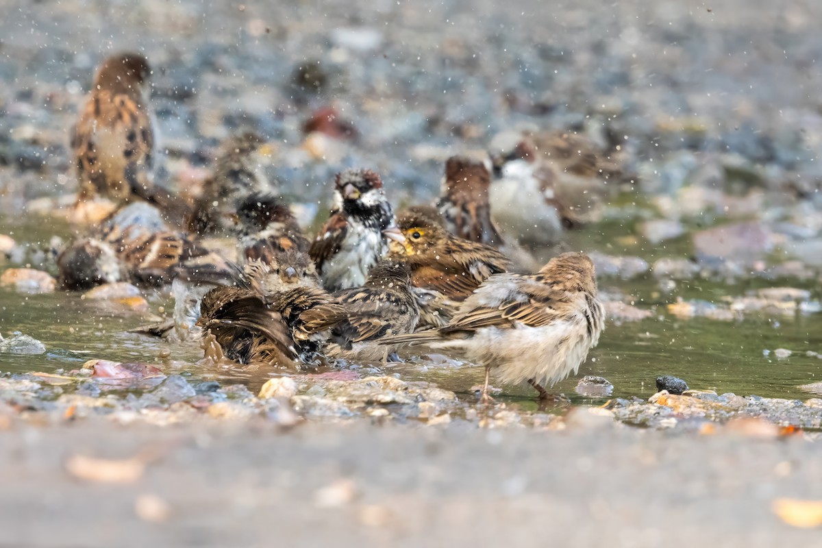 Dickcissel - ML641452269