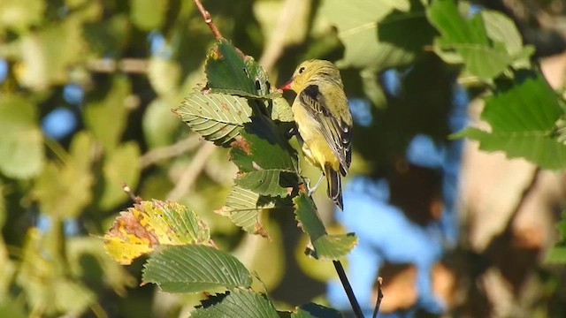 Scarlet Tanager - ML641452297