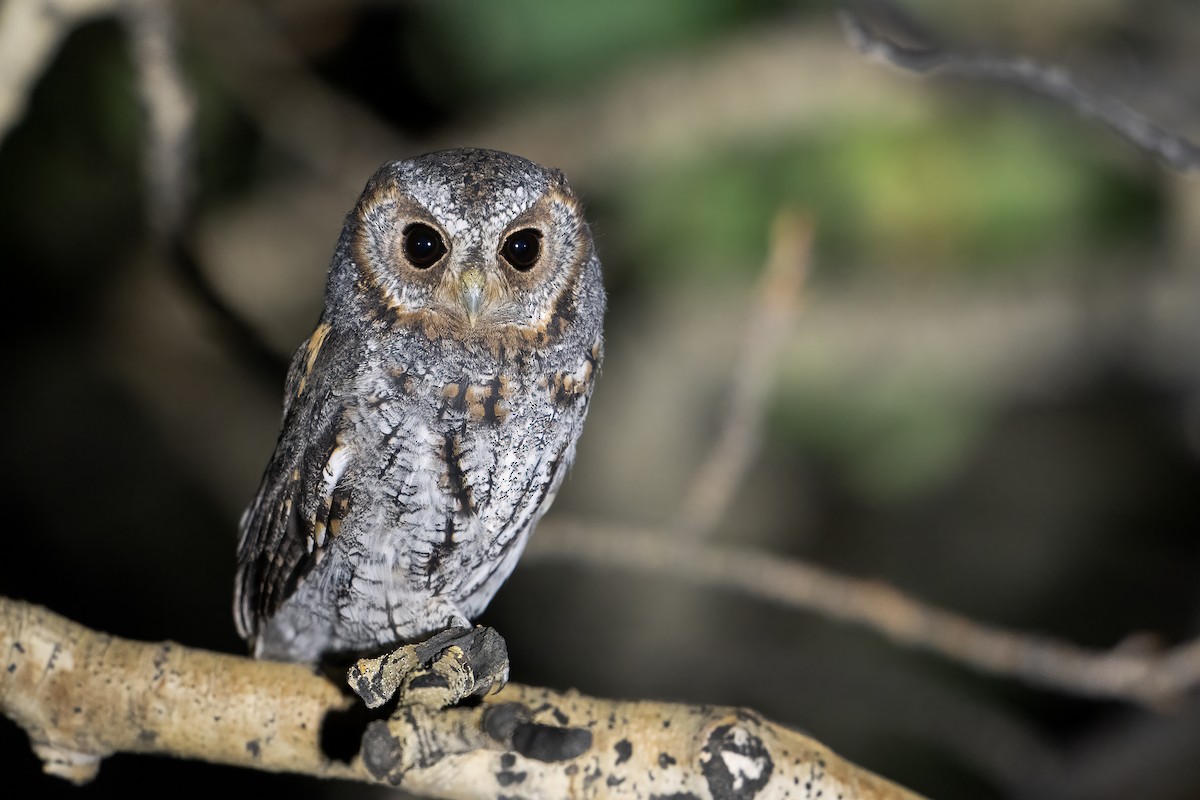 Flammulated Owl - ML641452306