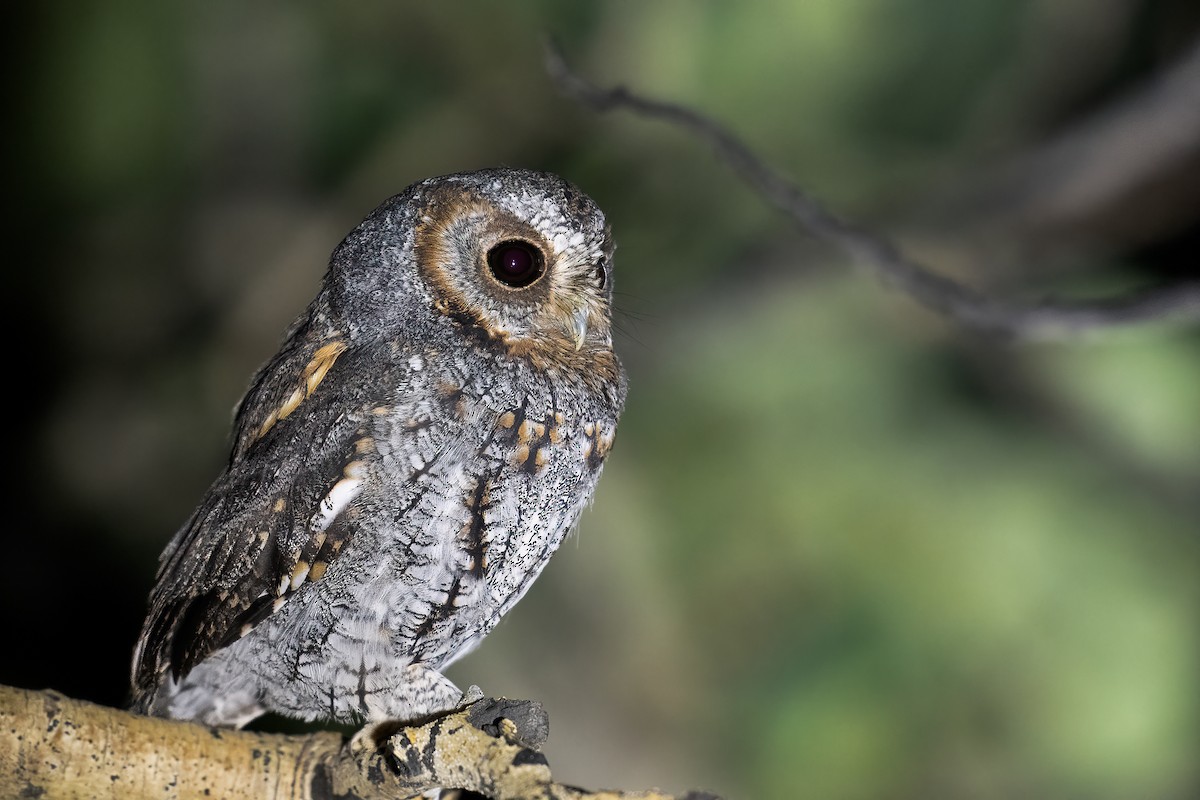 Flammulated Owl - ML641452307