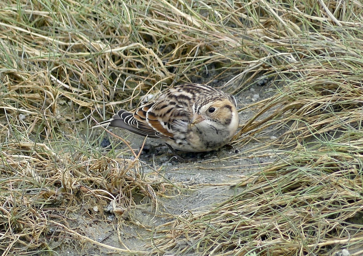 Lapland Longspur - ML641452308