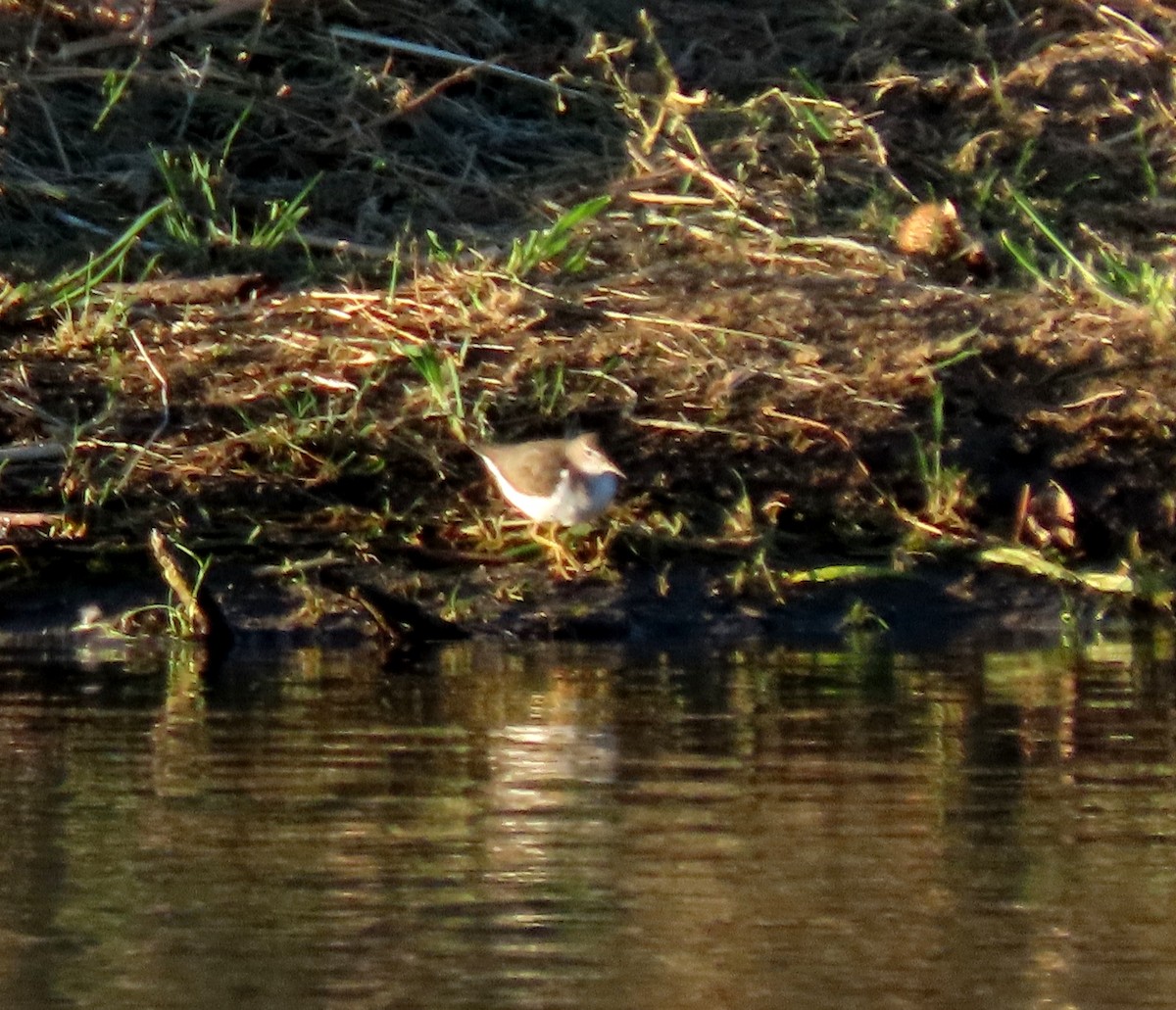 flekksnipe - ML641452309