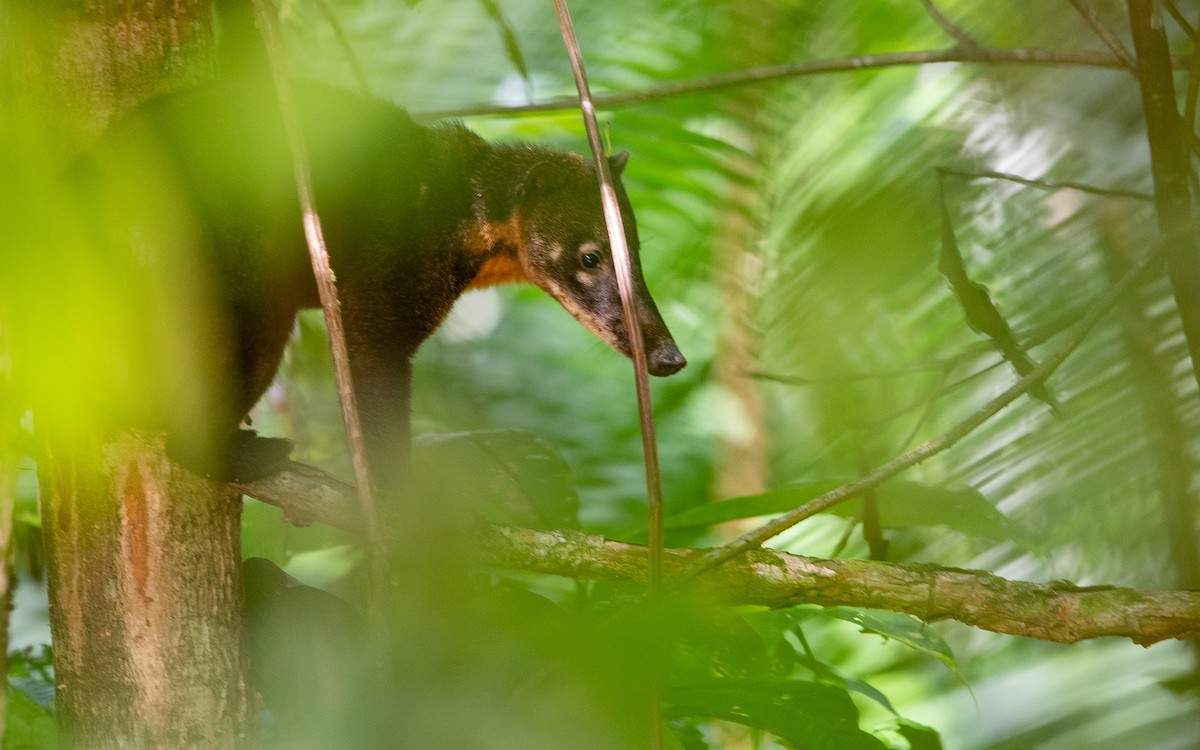 South American Coati - ML641452318