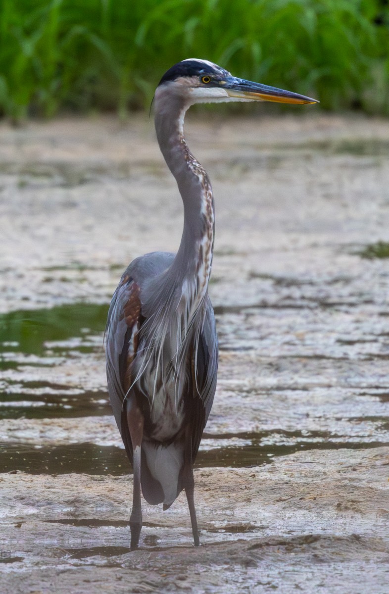 Great Blue Heron - ML641452329