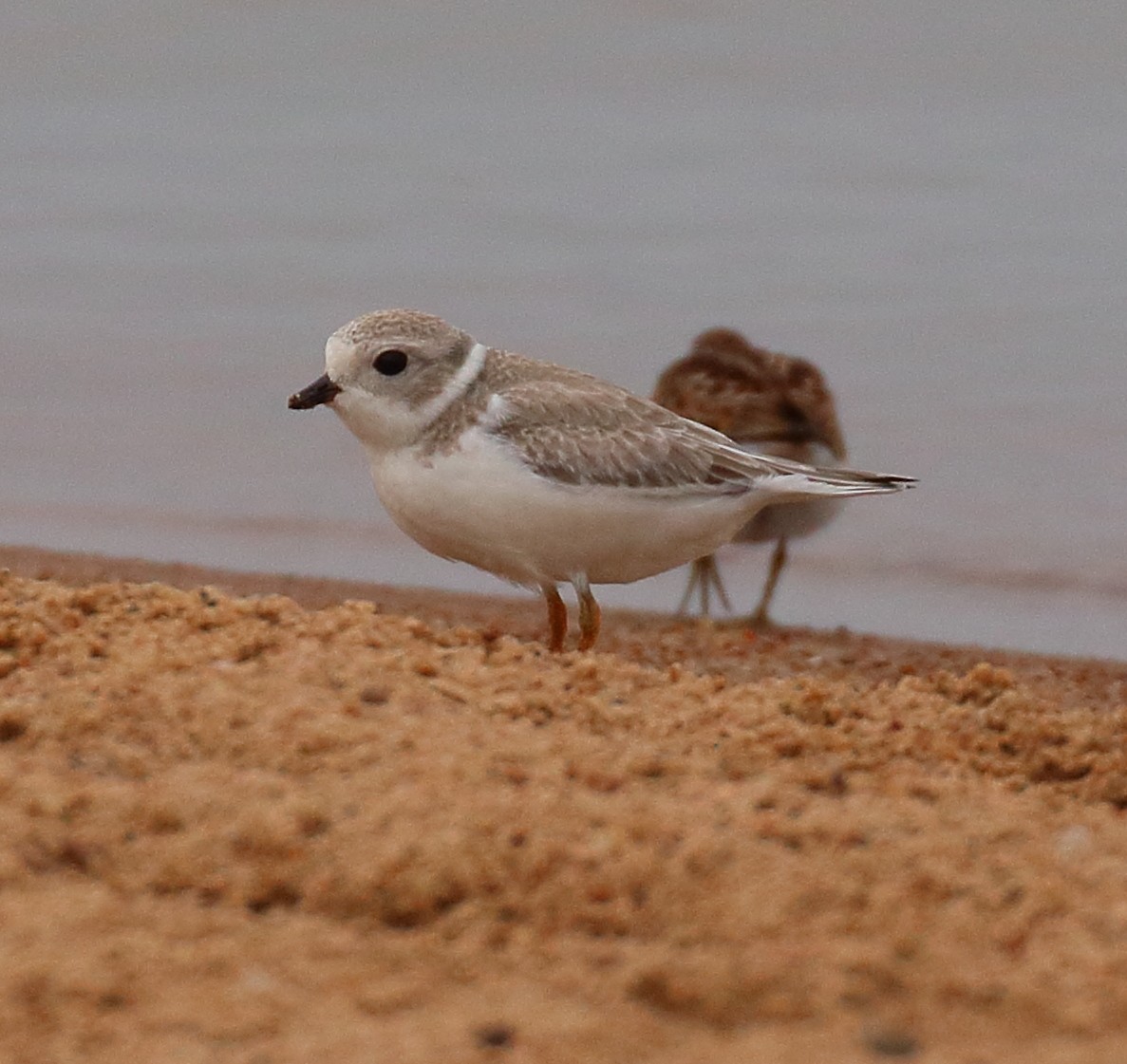 Piping Plover - ML641452331