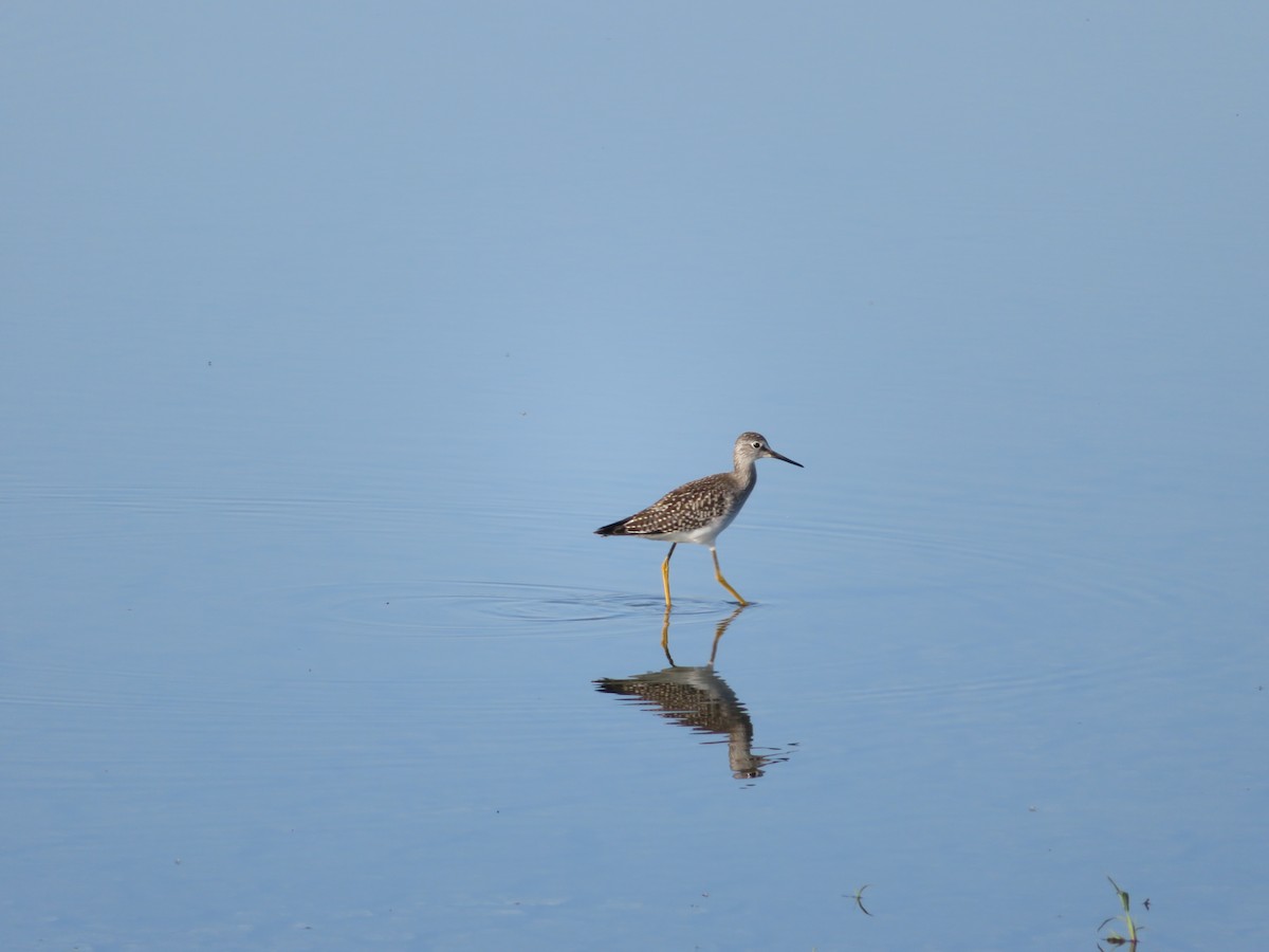Lesser Yellowlegs - ML641452332