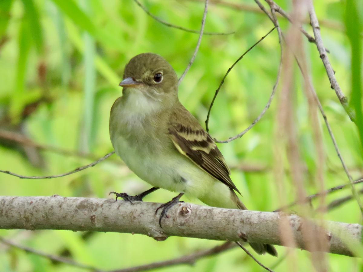 Alder/Willow Flycatcher (Traill's Flycatcher) - ML641452333