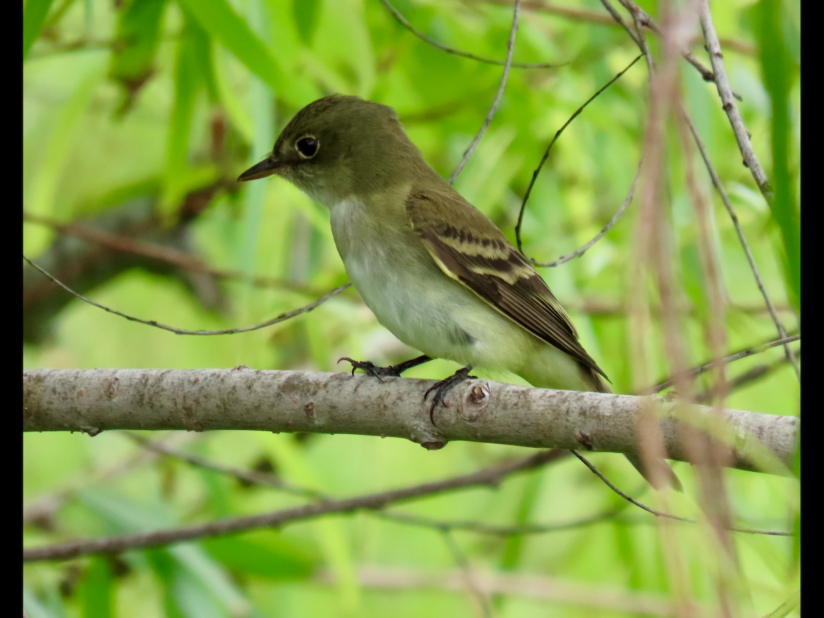 Alder/Willow Flycatcher (Traill's Flycatcher) - ML641452334