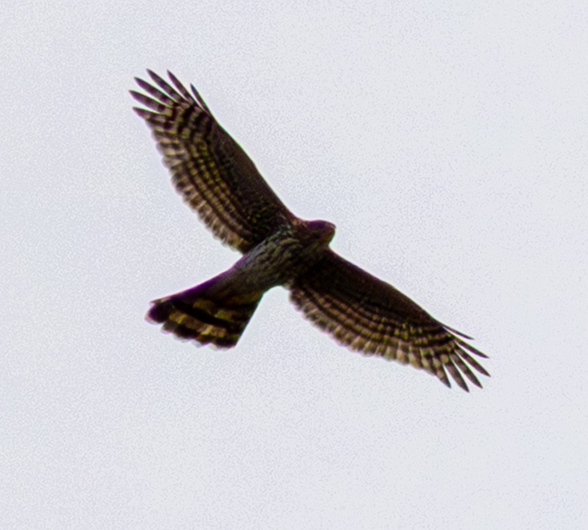 Cooper's Hawk - ML641452335