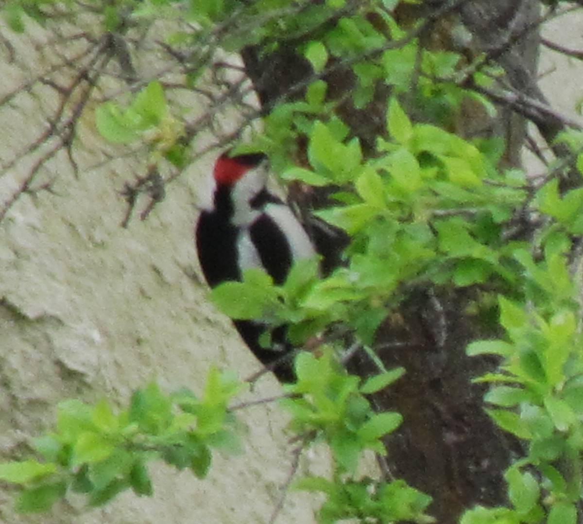 Syrian Woodpecker - ML641452336