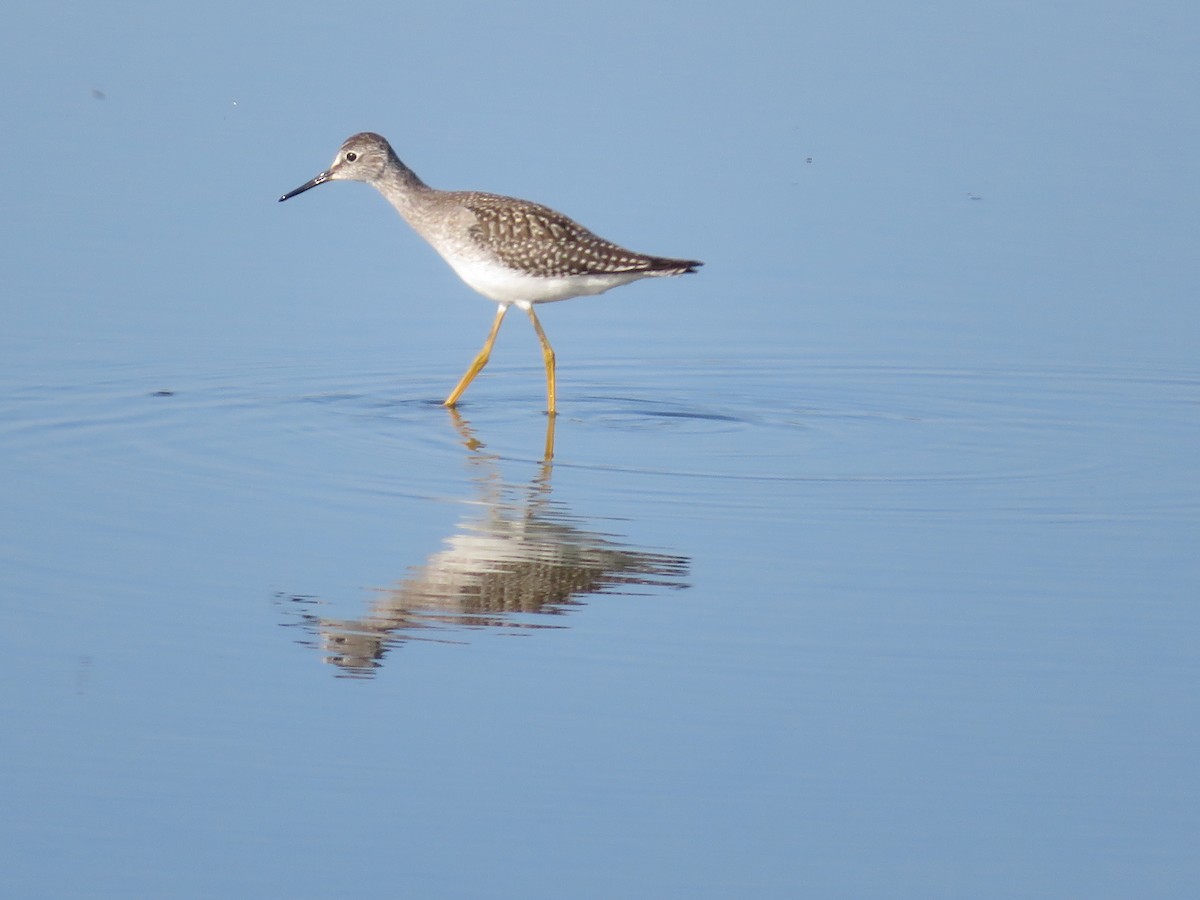 Lesser Yellowlegs - ML641452337