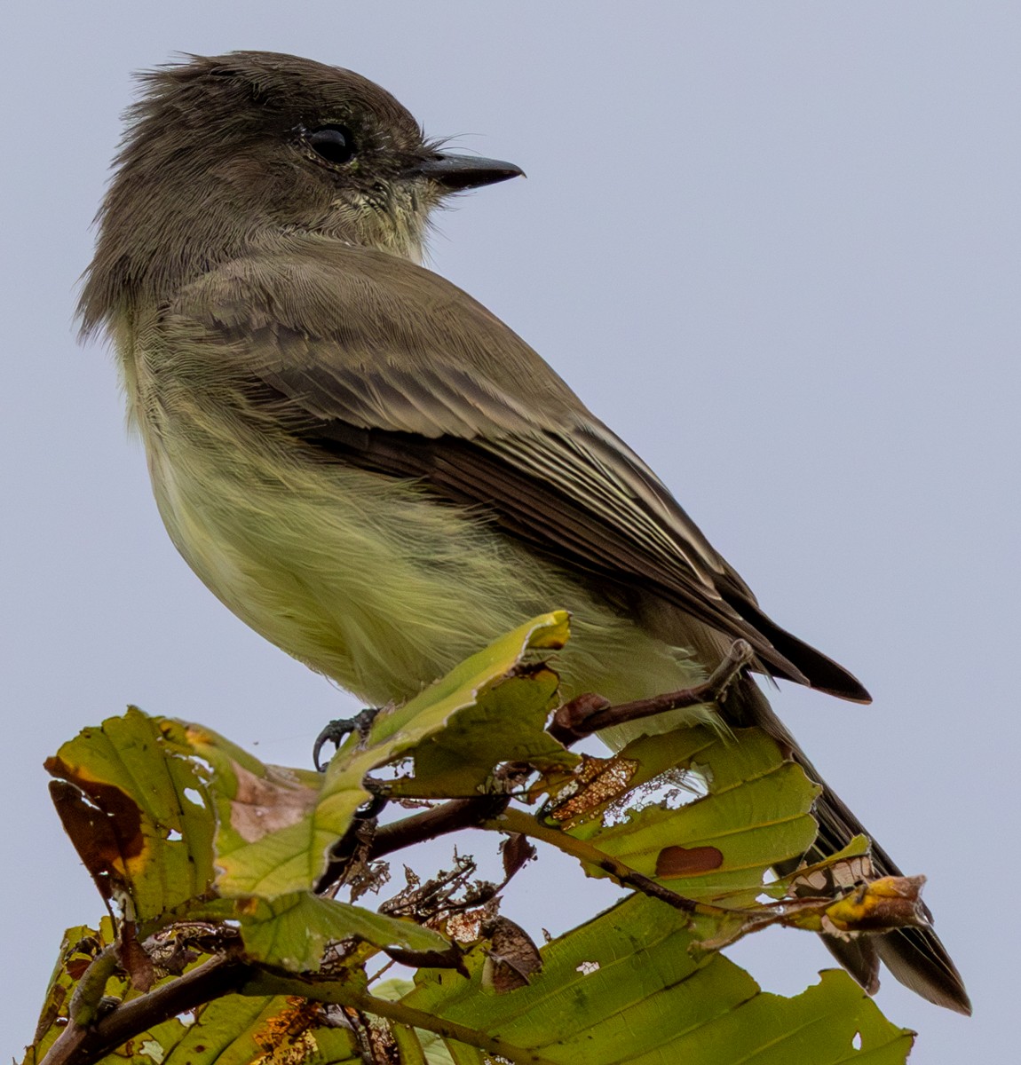 Eastern Phoebe - ML641452338