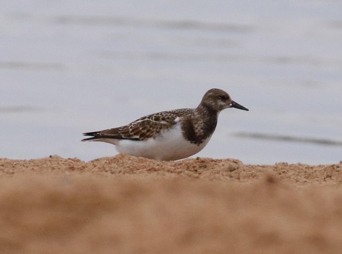 Ruddy Turnstone - ML641452339