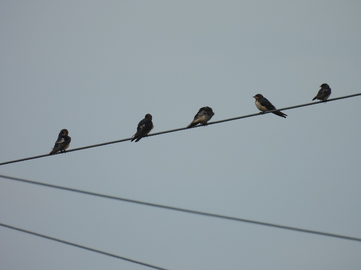Barn Swallow - ML641452341