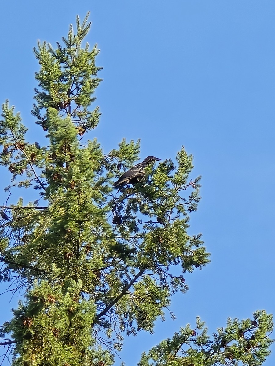 Carrion Crow - ML641452342
