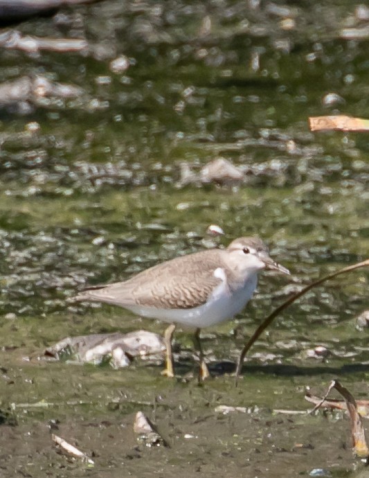 Spotted Sandpiper - ML641452344