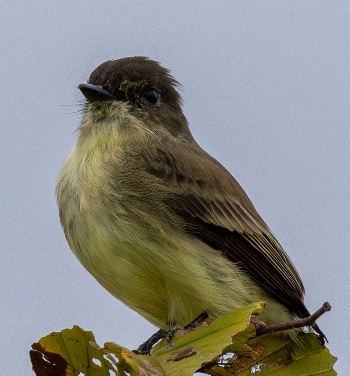 Eastern Phoebe - ML641452345