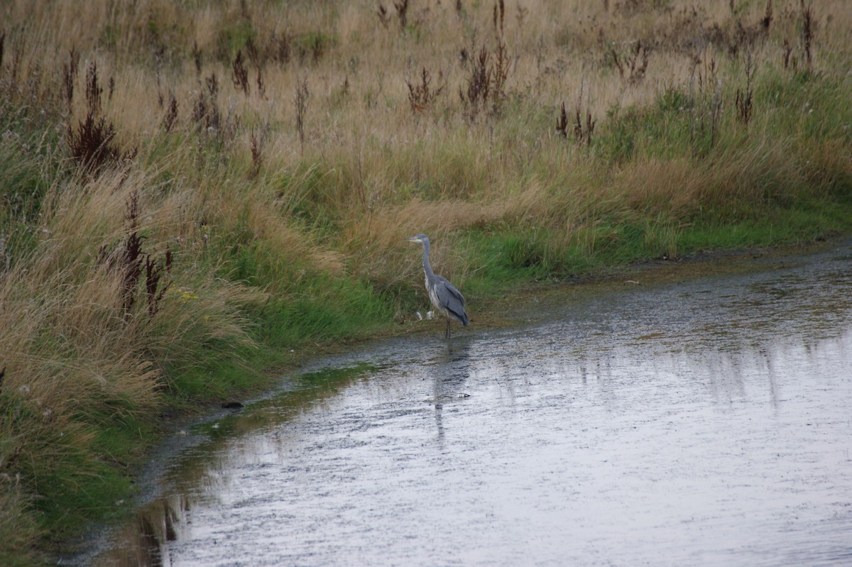 Gray Heron - ML641452346