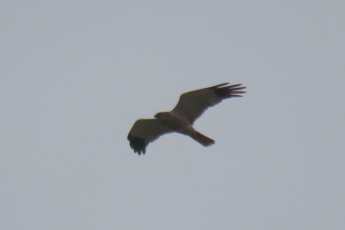 Western Marsh Harrier - ML641452347