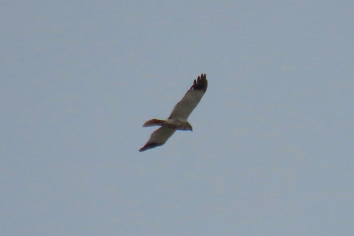 Western Marsh Harrier - ML641452348