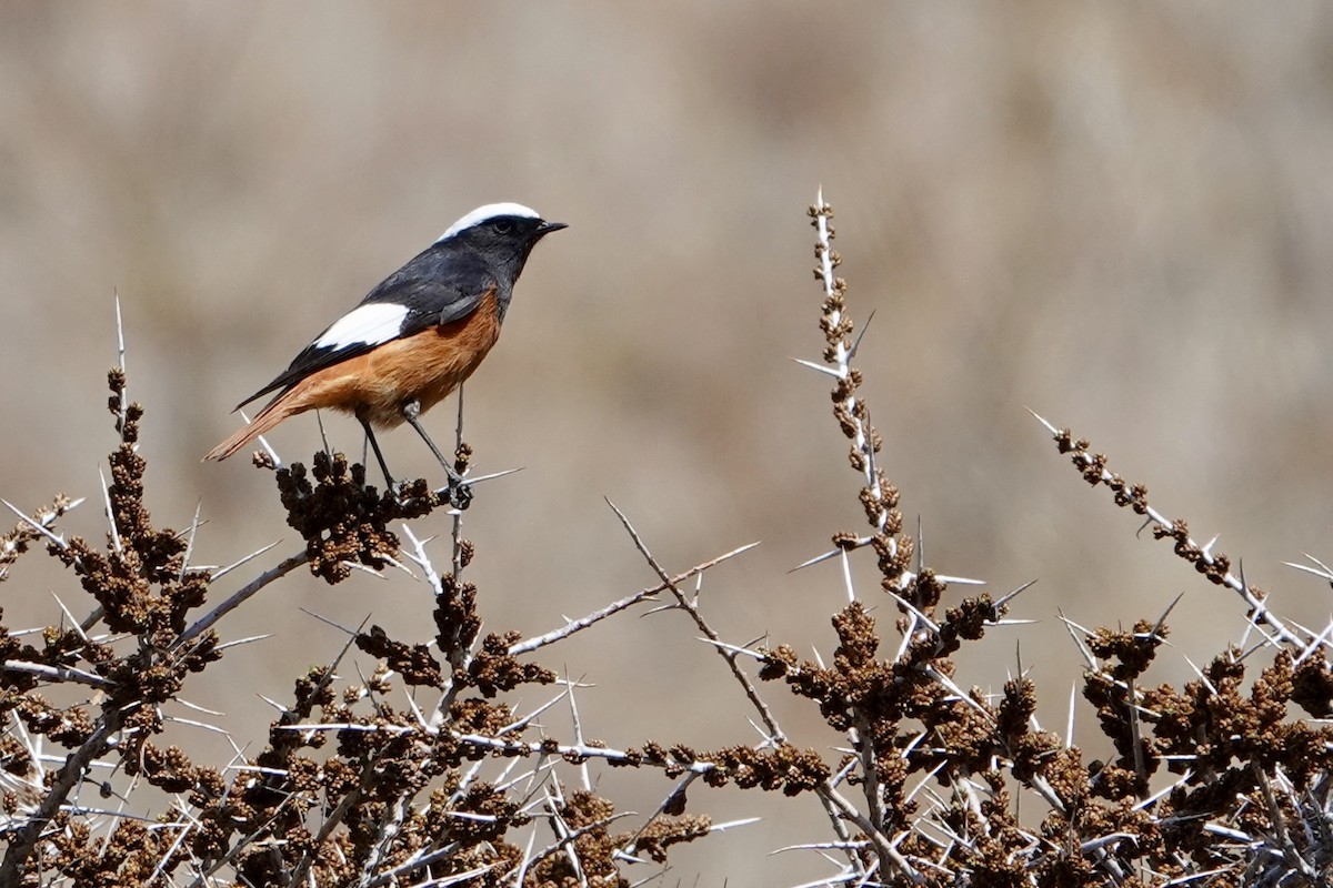 White-winged Redstart - ML641452349