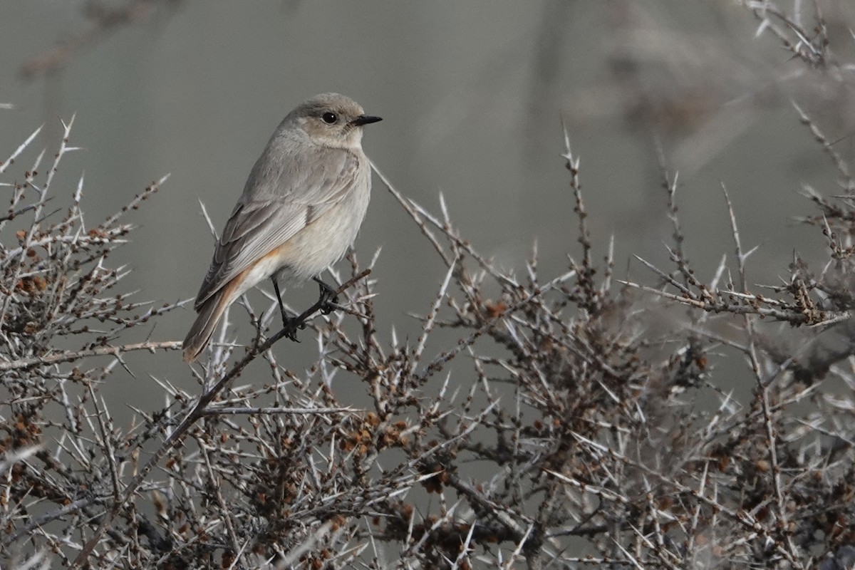 White-winged Redstart - ML641452350