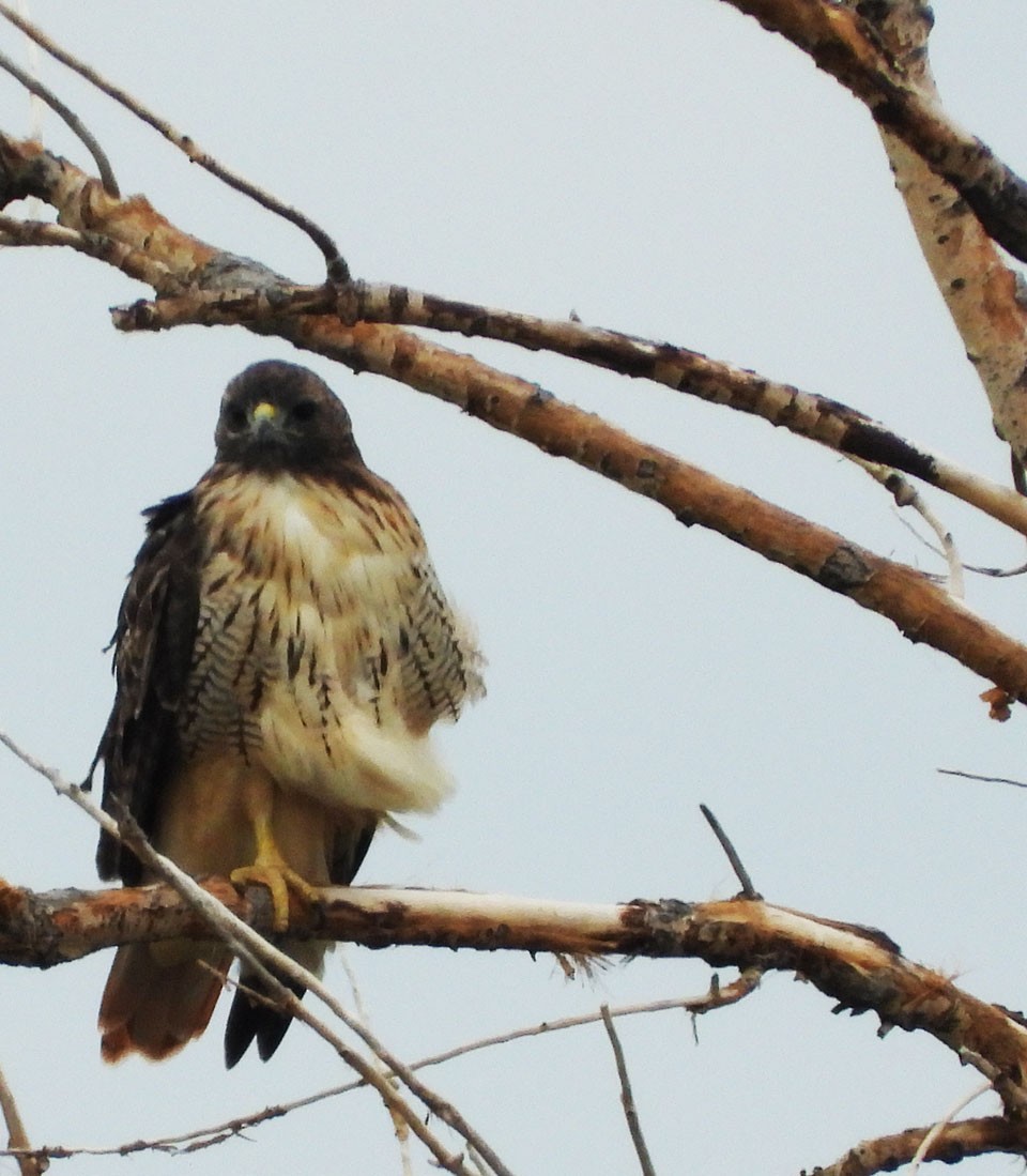 Red-tailed Hawk - ML641452351