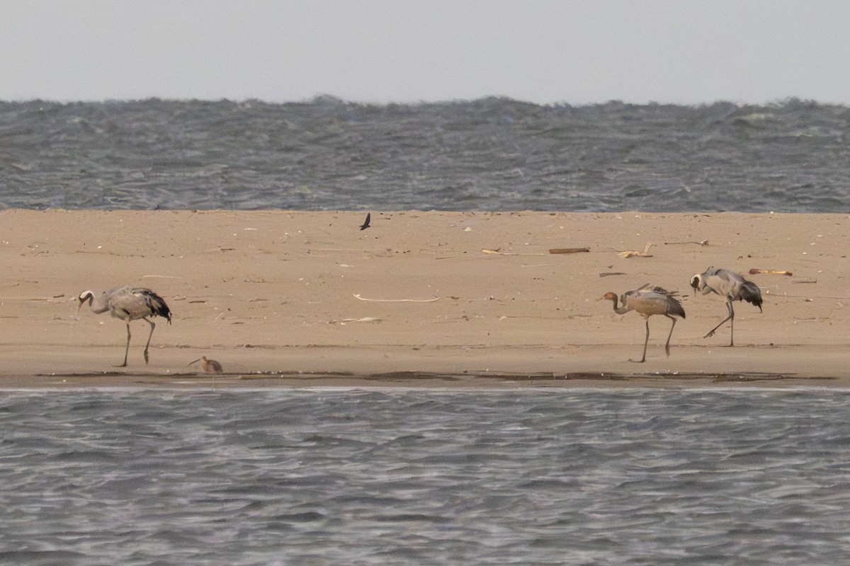 Common Crane - ML641452352