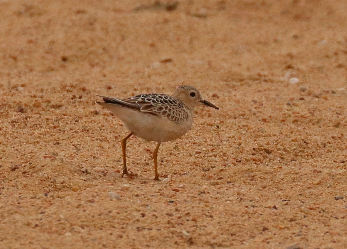 Buff-breasted Sandpiper - ML641452357