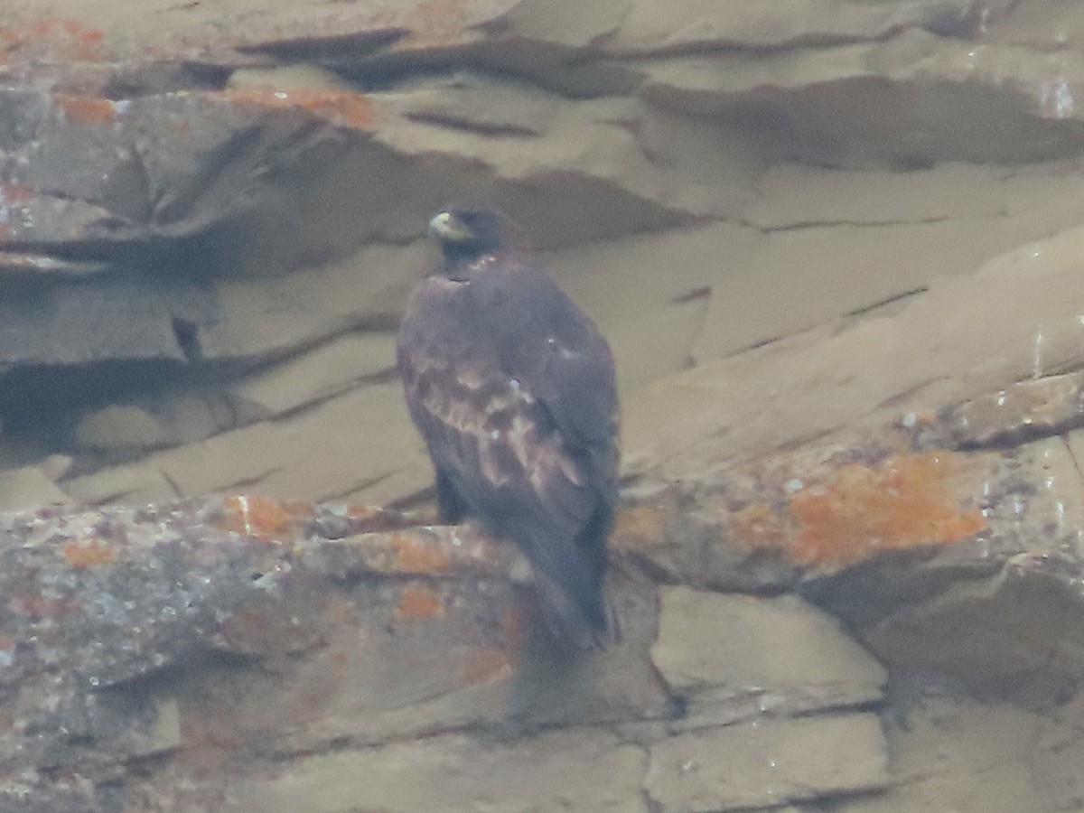 Golden Eagle - ML641452360