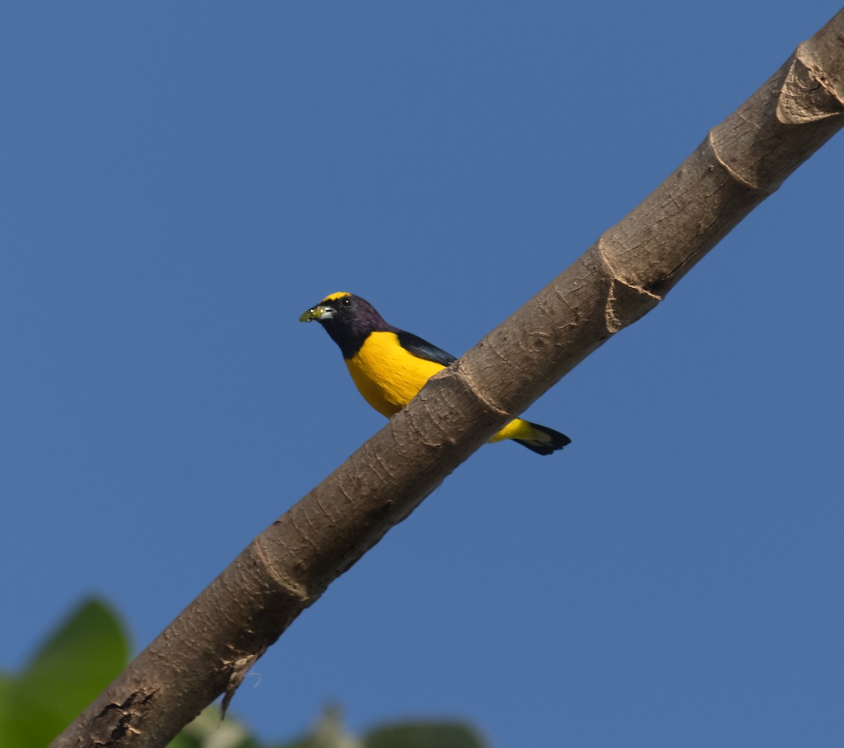 Scrub Euphonia - ML641452362