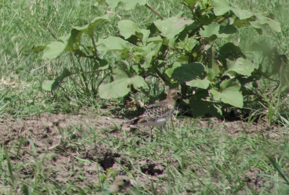 Baird's Sandpiper - ML641452366